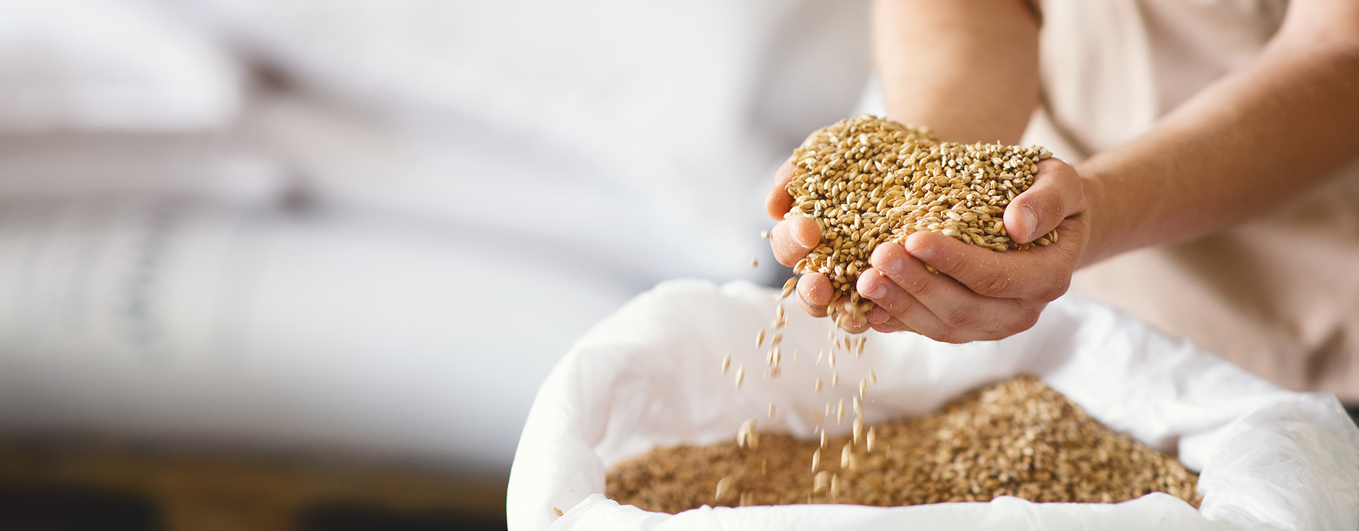 Hands holding quality brewing grains