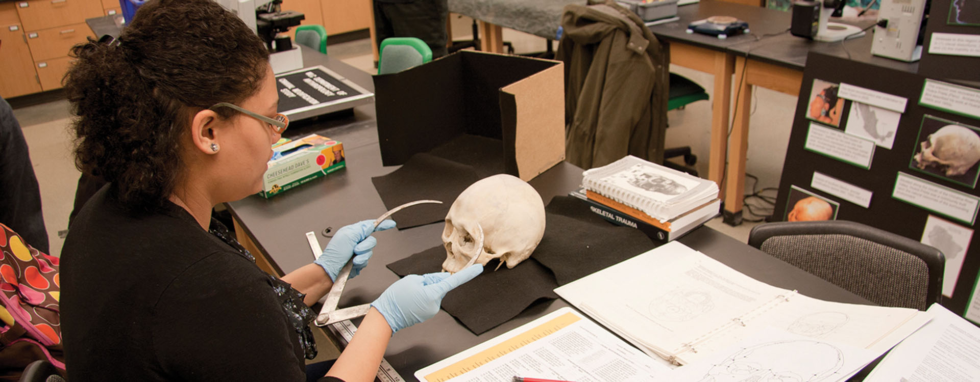 WLC student measuring skull in lab